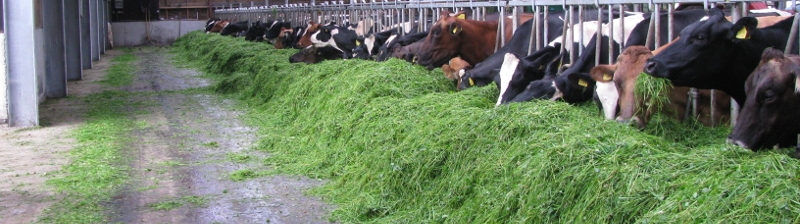 Boerderij eko de eerste