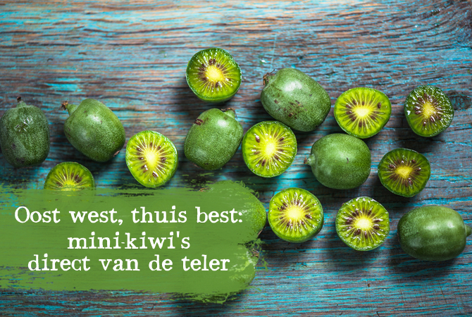 mini kiwi uit de polder