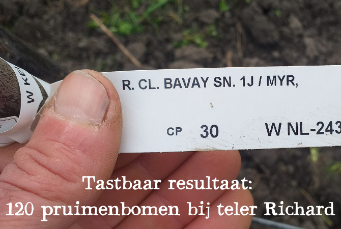 Teler Richard plant 120 historische Reine Claudes