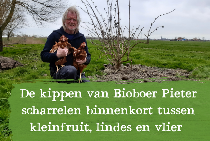 De kippen van bioboer Pieter verheugen zich alvast...