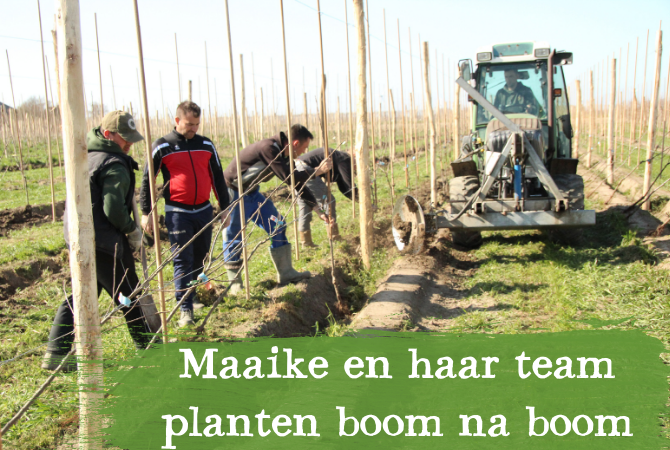 Maaike en haar team planten boom na boom