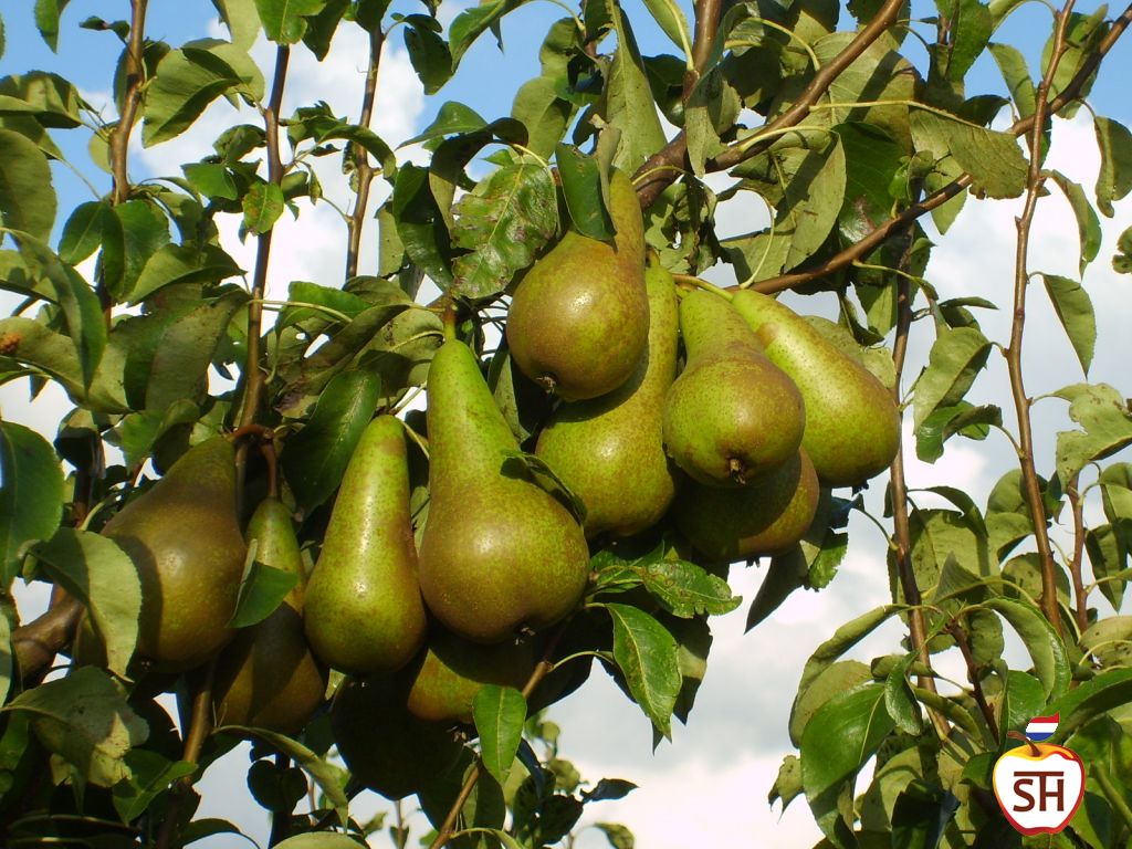 Peren-stoker